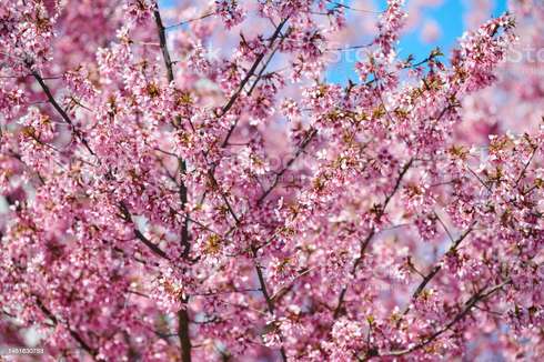 Soin bien-être OFFRE RITUEL FLEUR DE CERISIER SOLO